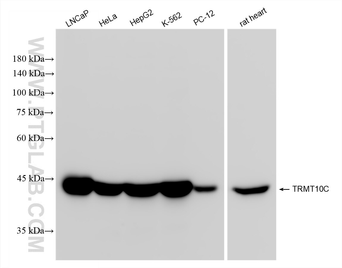 Western Blot (WB) analysis of various lysates using TRMT10C Recombinant antibody (84991-4-RR)