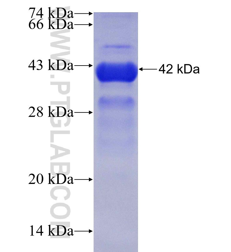 TRMT10C fusion protein Ag30642 SDS-PAGE