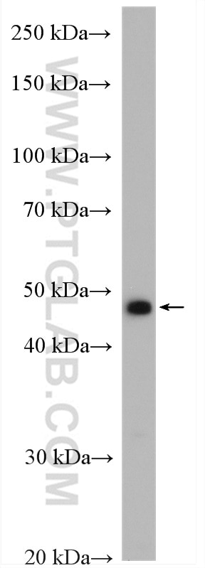 Western Blot (WB) analysis of HEK-293 cells using TRMT11 Polyclonal antibody (17555-1-AP)