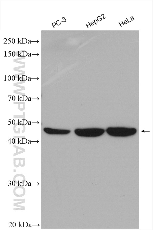 Western Blot (WB) analysis of various lysates using TRMT11 Polyclonal antibody (17555-1-AP)