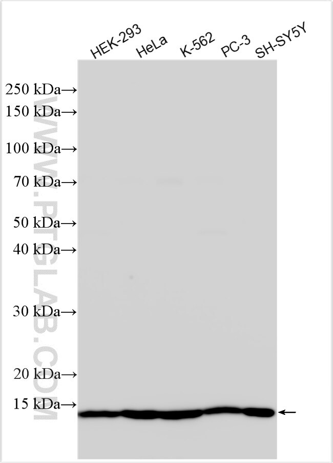 Western Blot (WB) analysis of various lysates using TRMT112 Polyclonal antibody (26472-1-AP)