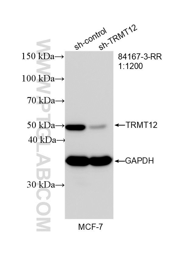 Western Blot (WB) analysis of MCF-7 cells using TRMT12 Recombinant antibody (84167-3-RR)