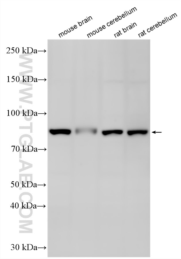 Western Blot (WB) analysis of various lysates using TRMT1L/C1orf25 Polyclonal antibody (33811-1-AP)