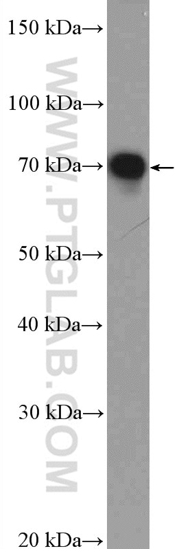 Western Blot (WB) analysis of MCF-7 cells using HTF9C Polyclonal antibody (16199-1-AP)