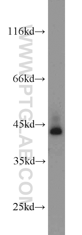Western Blot (WB) analysis of mouse liver tissue using HTF9C Polyclonal antibody (16199-1-AP)