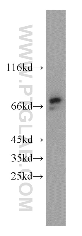 Western Blot (WB) analysis of HepG2 cells using HTF9C Polyclonal antibody (16199-1-AP)
