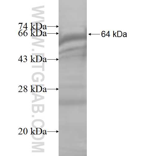 TRMT2A fusion protein Ag9112 SDS-PAGE