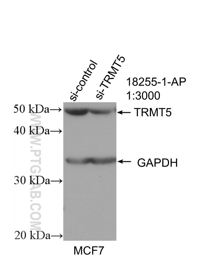 Western Blot (WB) analysis of MCF-7 cells using TRMT5 Polyclonal antibody (18255-1-AP)