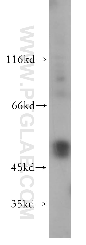 Western Blot (WB) analysis of mouse testis tissue using TRMT5 Polyclonal antibody (18255-1-AP)