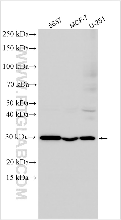 Western Blot (WB) analysis of various lysates using TRMT61A Polyclonal antibody (31169-1-AP)