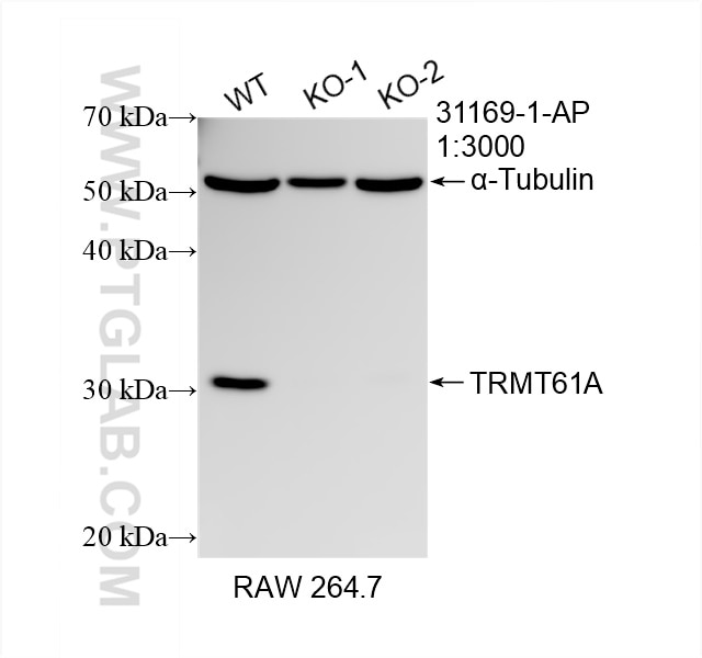 Western Blot (WB) analysis of RAW 264.7 cells using TRMT61A Polyclonal antibody (31169-1-AP)