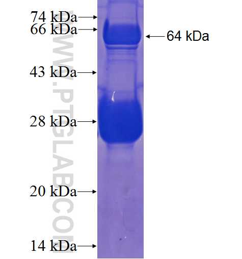 TRMT61B fusion protein Ag23307 SDS-PAGE