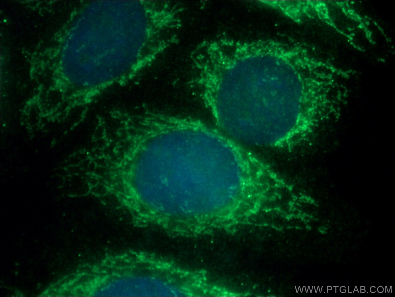 Immunofluorescence (IF) / fluorescent staining of HepG2 cells using TRNT1 Polyclonal antibody (25376-1-AP)