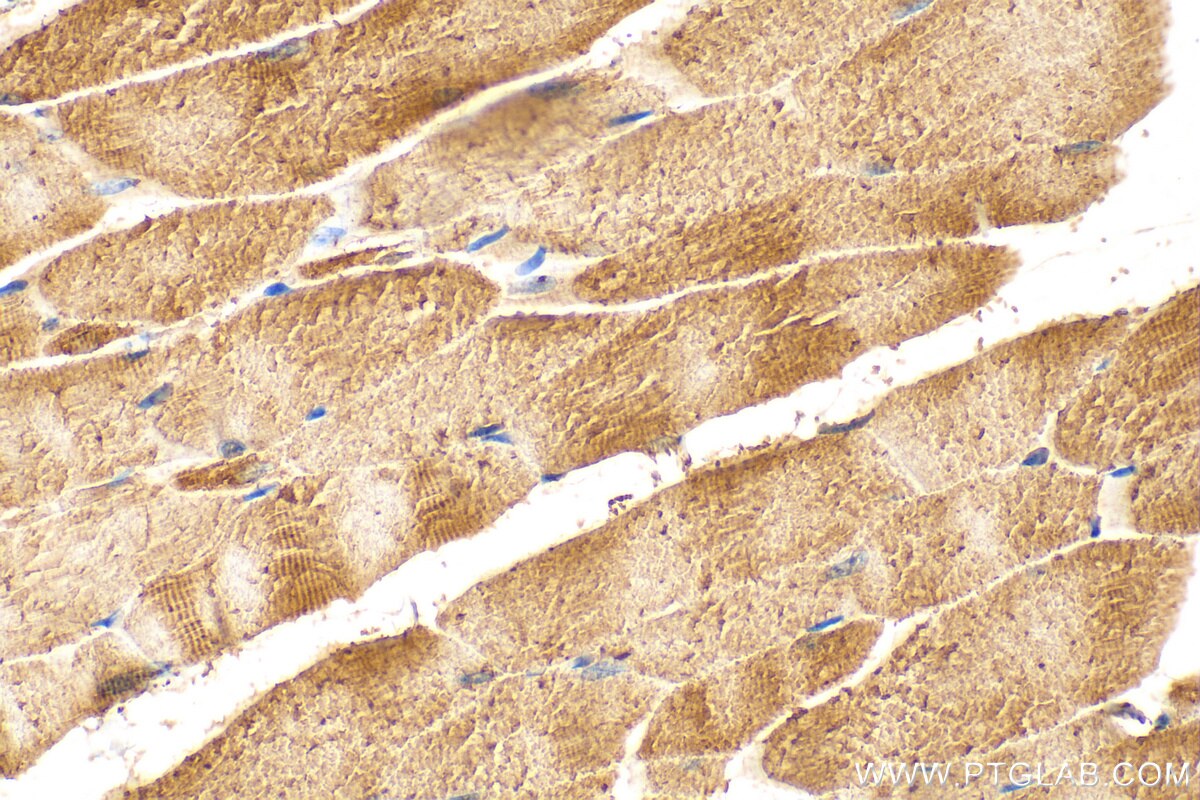 Immunohistochemistry (IHC) staining of mouse skeletal muscle tissue using TRNT1 Polyclonal antibody (25376-1-AP)