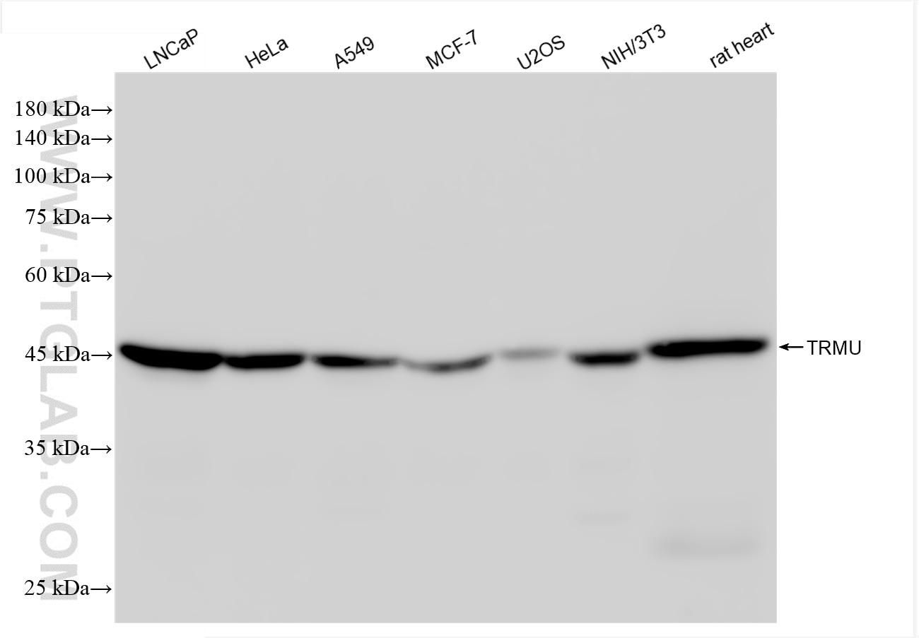 Western Blot (WB) analysis of various lysates using TRMU Recombinant antibody (86095-1-RR)