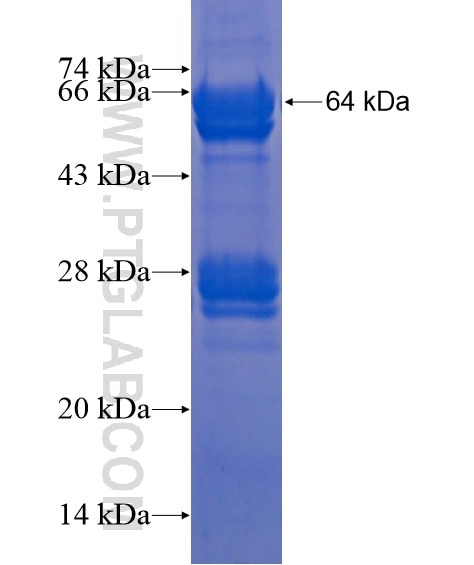 TRMU fusion protein Ag21930 SDS-PAGE