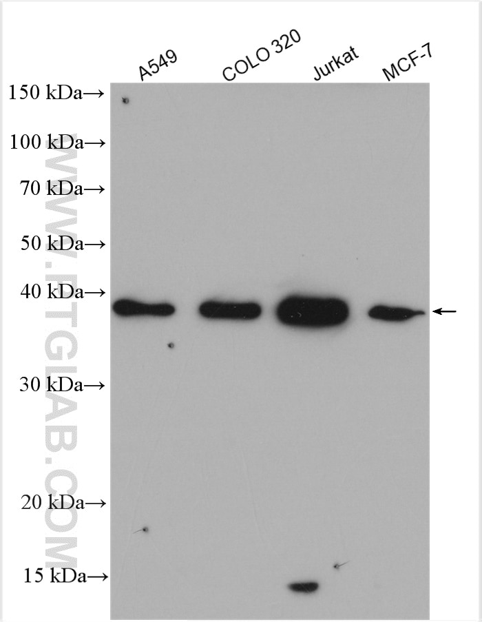 Western Blot (WB) analysis of various lysates using TRNAU1AP,SECP43 Polyclonal antibody (15053-1-AP)