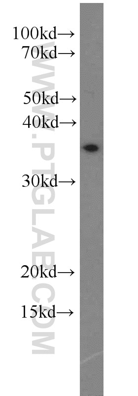 Western Blot (WB) analysis of HeLa cells using TRNAU1AP,SECP43 Polyclonal antibody (15053-1-AP)