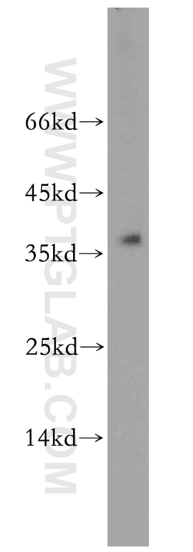 Western Blot (WB) analysis of MCF-7 cells using TRNAU1AP,SECP43 Polyclonal antibody (15053-1-AP)