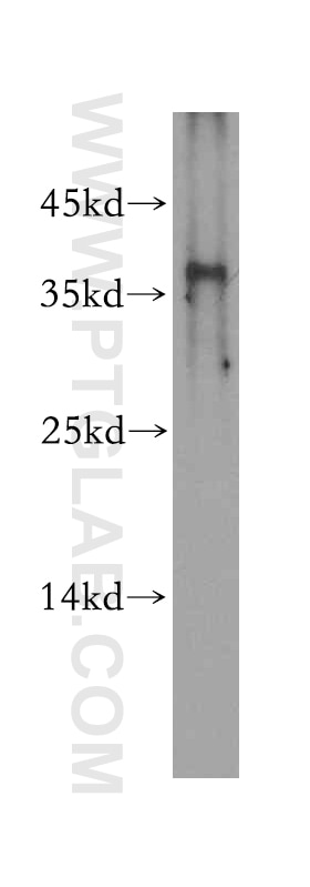 Western Blot (WB) analysis of A549 cells using TRNAU1AP,SECP43 Polyclonal antibody (15053-1-AP)
