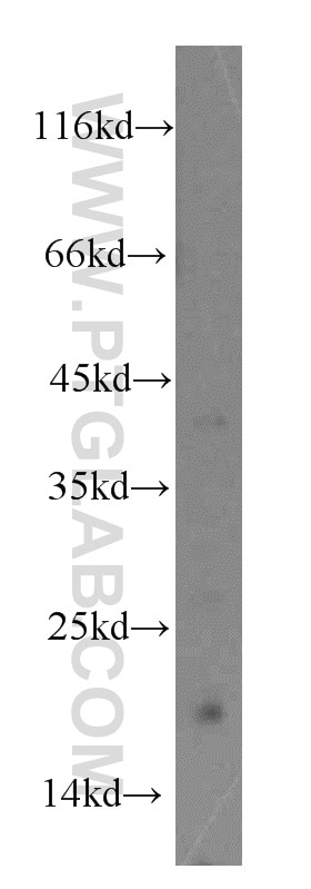 Western Blot (WB) analysis of COLO 320 cells using TRNAU1AP,SECP43 Polyclonal antibody (15053-1-AP)