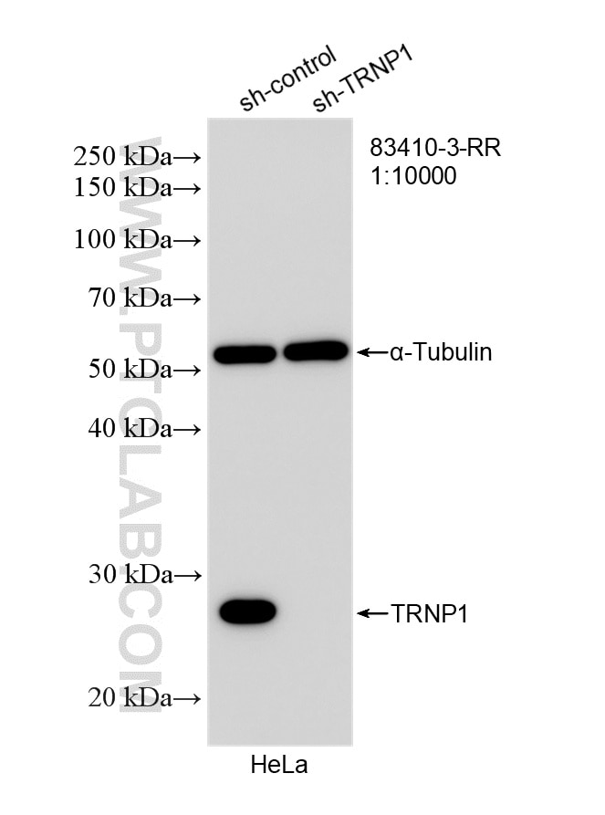 Western Blot (WB) analysis of HeLa cells using TRNP1 Recombinant antibody (83410-3-RR)