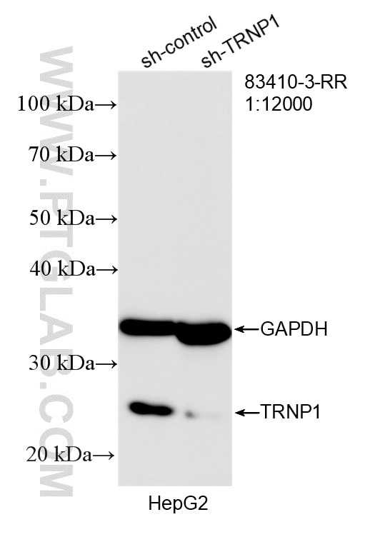 WB analysis of HepG2 using 83410-3-RR Western Blot (WB) analysis of HepG2 cells using TRNP1 Recombinant monoclonal antibody (83410-3-RR)