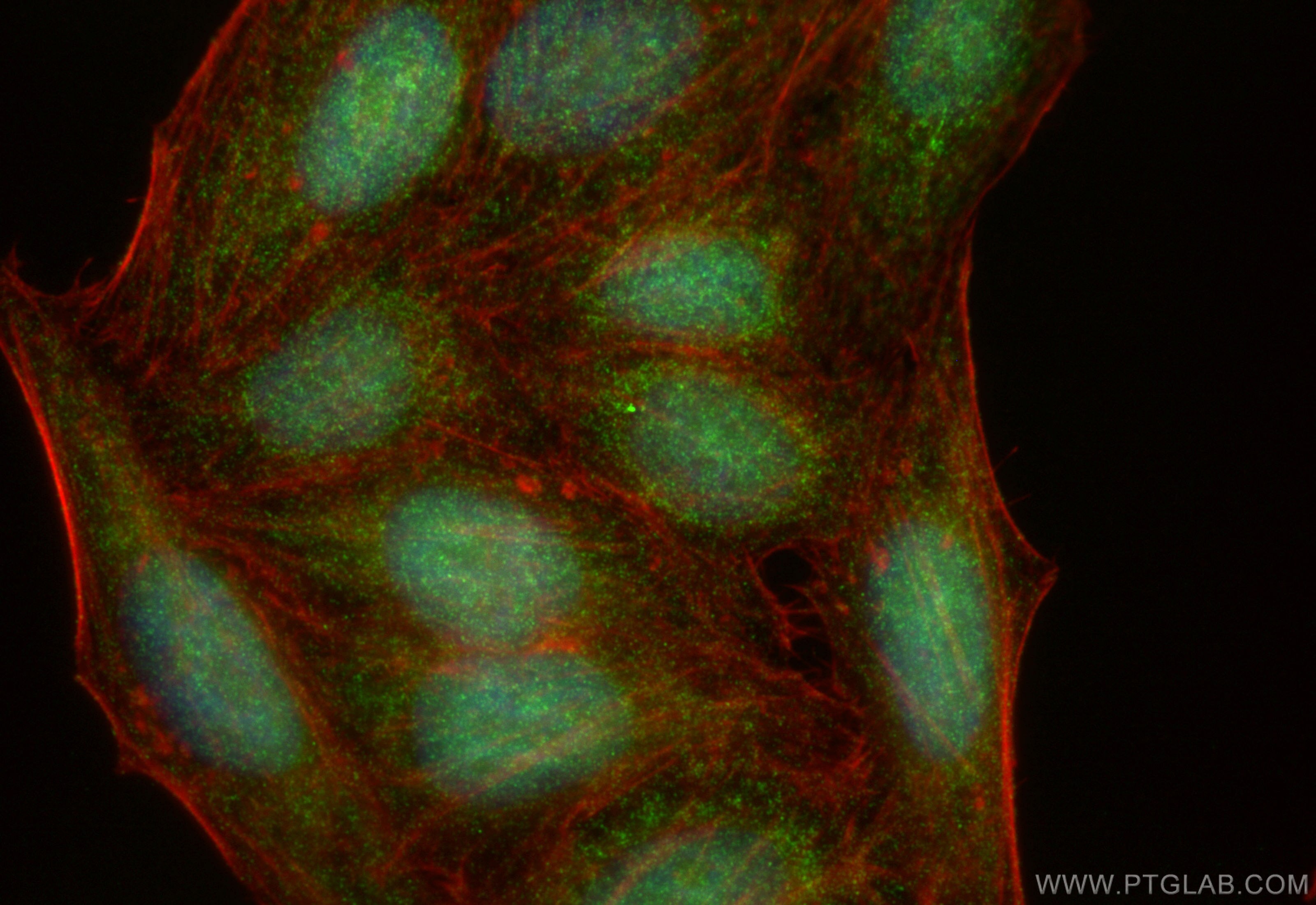 Immunofluorescence (IF) / fluorescent staining of HepG2 cells using TRNT1 Polyclonal antibody (31906-1-AP)