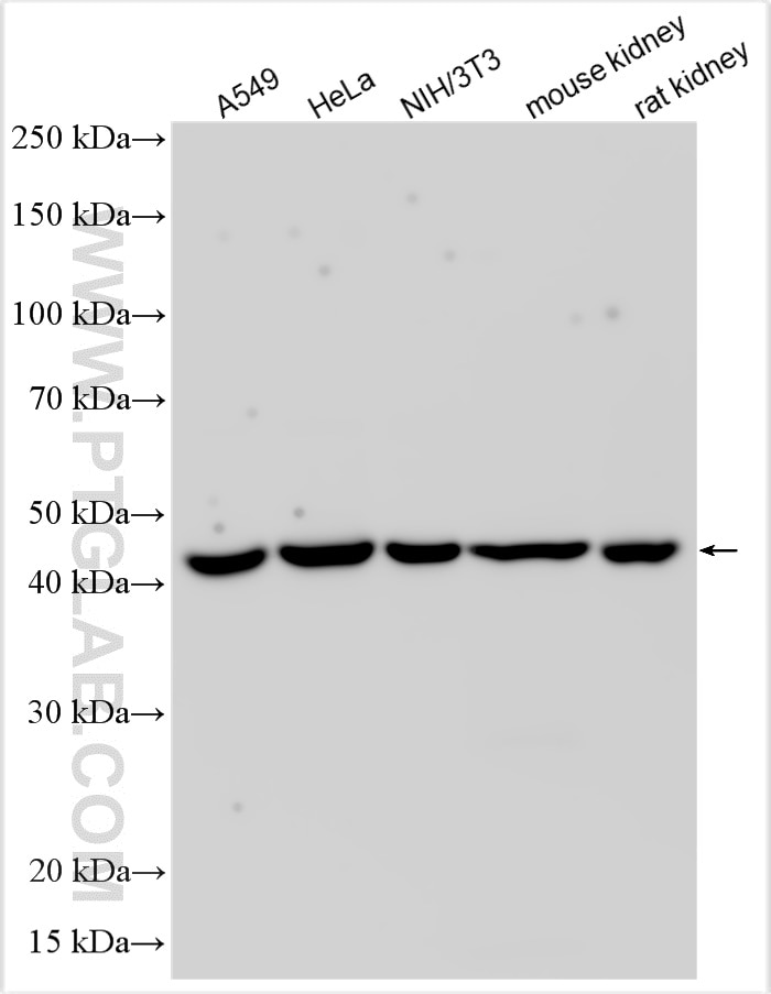 Western Blot (WB) analysis of various lysates using TRNT1 Polyclonal antibody (31906-1-AP)