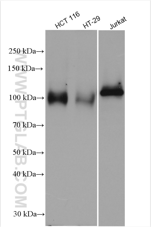 Western Blot (WB) analysis of various lysates using TROAP Polyclonal antibody (13634-1-AP)