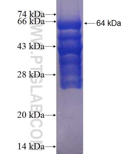 TROAP fusion protein Ag4562 SDS-PAGE