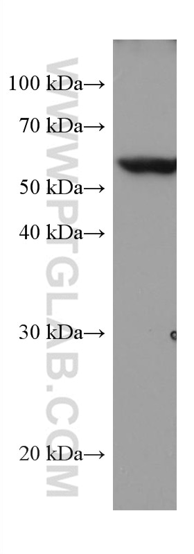 Western Blot (WB) analysis of HeLa cells using TROVE2 Monoclonal antibody (67149-1-Ig)
