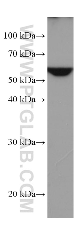 Western Blot (WB) analysis of HEK-293 cells using TROVE2 Monoclonal antibody (67149-1-Ig)