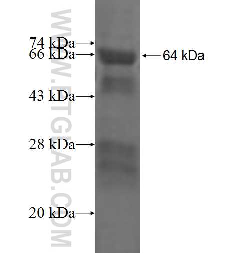 TROVE2 fusion protein Ag3412 SDS-PAGE