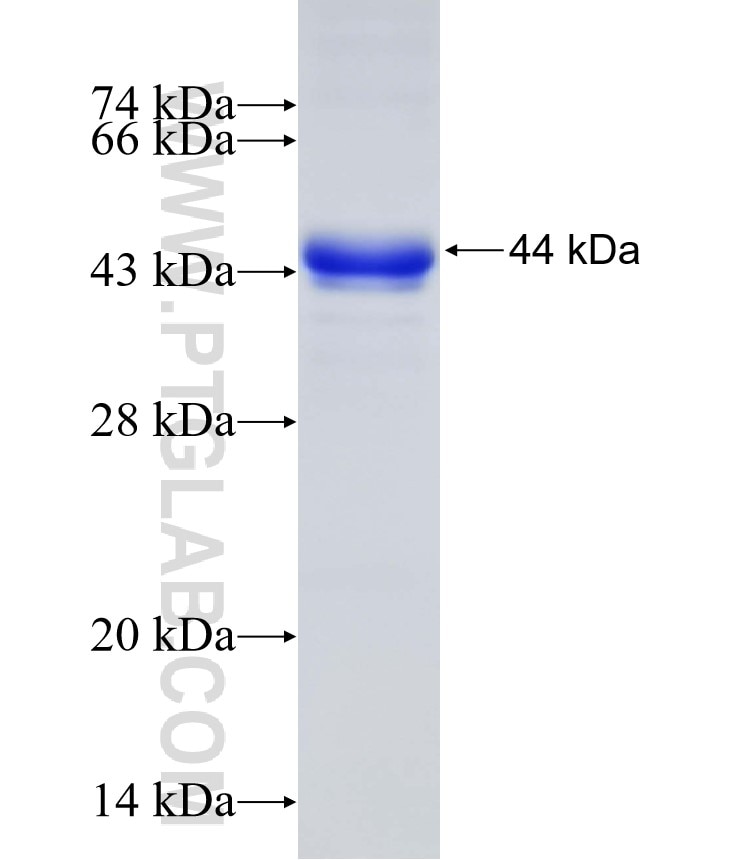 TRPA1 fusion protein Ag18685 SDS-PAGE