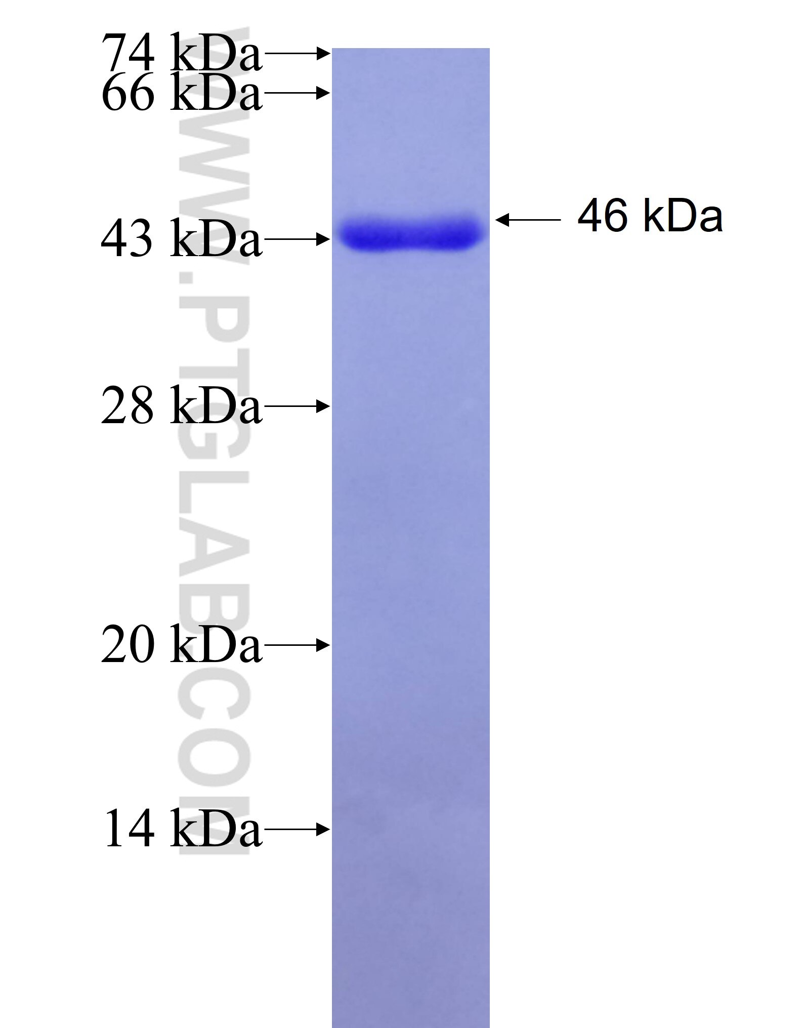 TRPC1 fusion protein Ag28890 SDS-PAGE