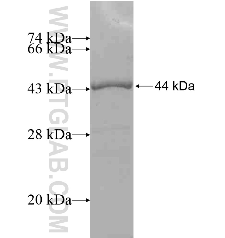 TRPC1 fusion protein Ag16488 SDS-PAGE