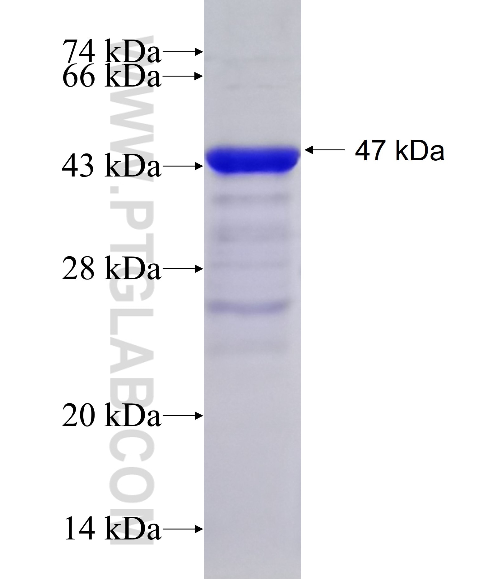 TRPC1 fusion protein Ag16488 SDS-PAGE