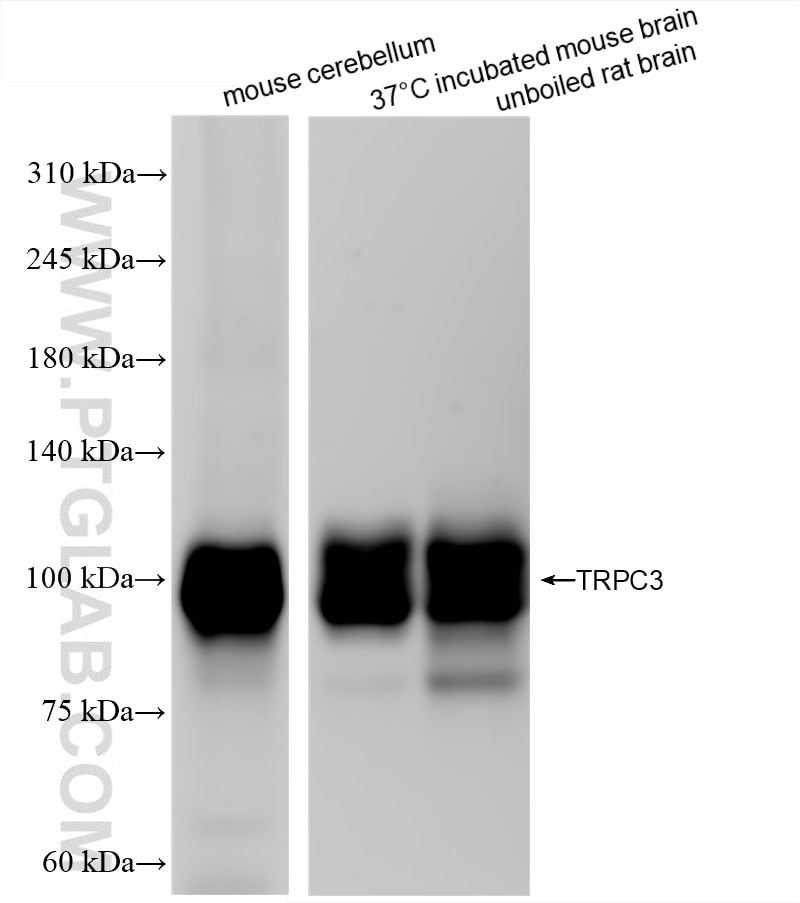 Western Blot (WB) analysis of various lysates using TRPC3 Recombinant antibody (84019-5-RR)