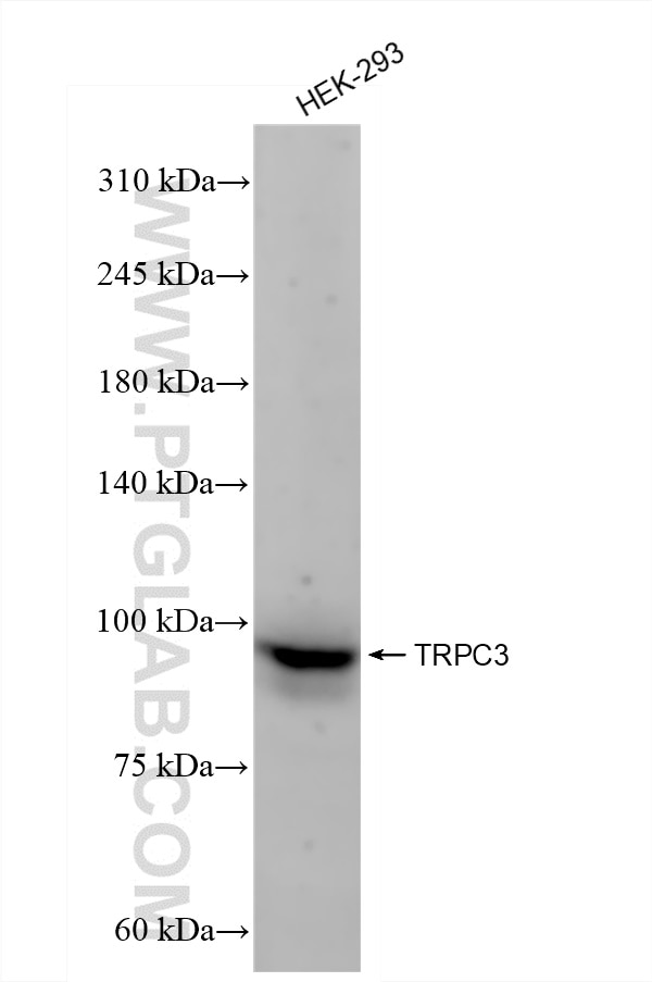 Western Blot (WB) analysis of HEK-293 cells using TRPC3 Recombinant antibody (84019-5-RR)