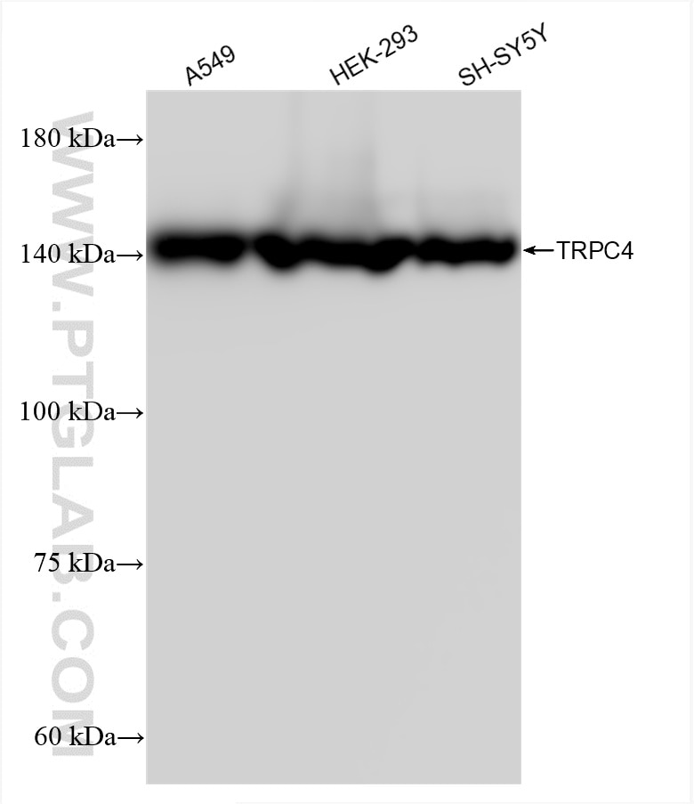 Western Blot (WB) analysis of various lysates using TRPC4 Recombinant antibody (85334-2-RR)
