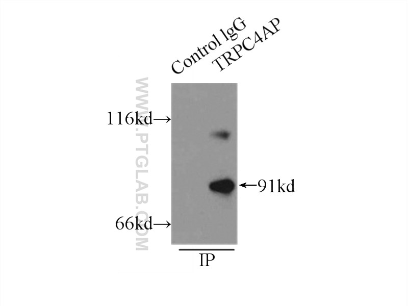 Immunoprecipitation (IP) experiment of mouse heart tissue using TRPC4AP Polyclonal antibody (12606-1-AP)