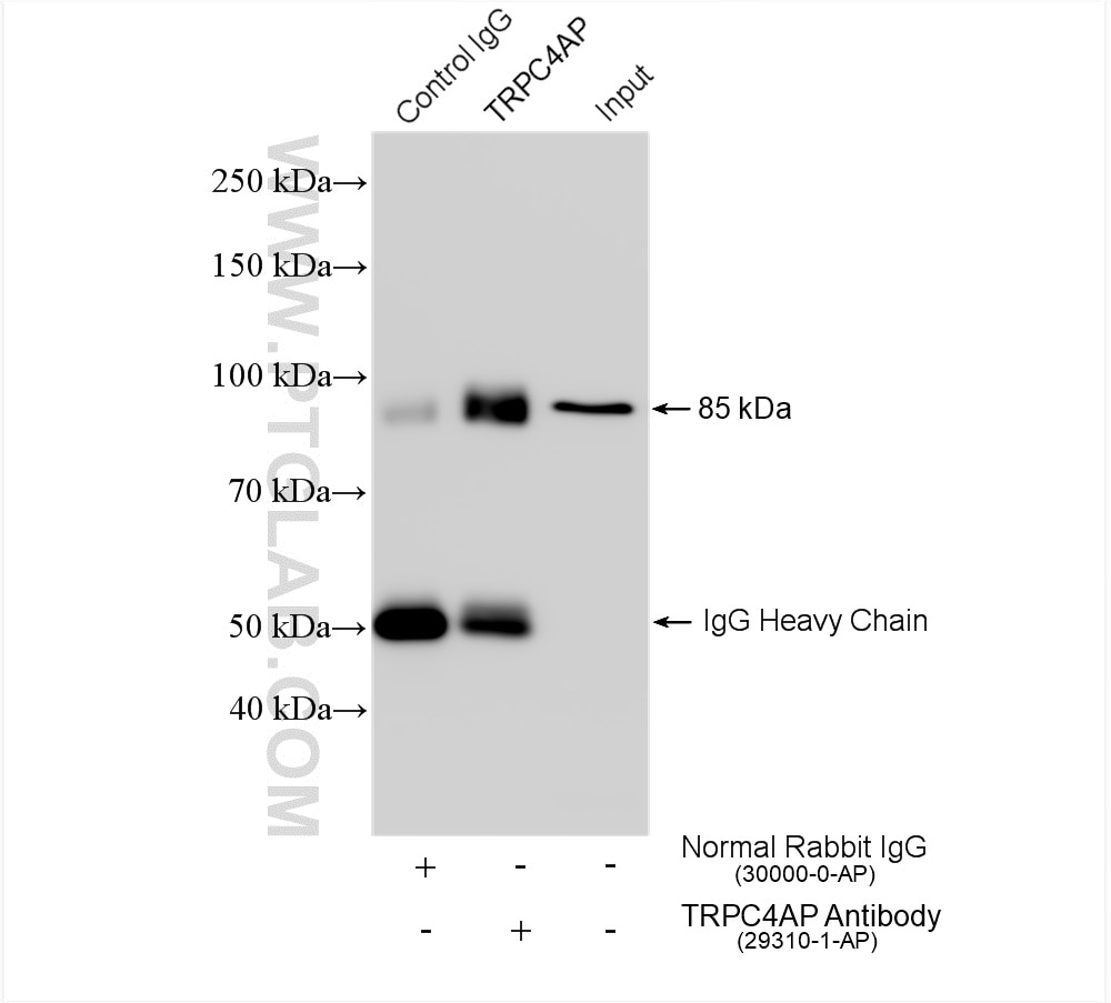 Immunoprecipitation (IP) experiment of HepG2 cells using TRPC4AP Polyclonal antibody (29310-1-AP)