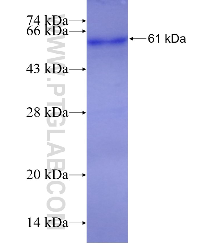 TRPC4AP fusion protein Ag3299 SDS-PAGE