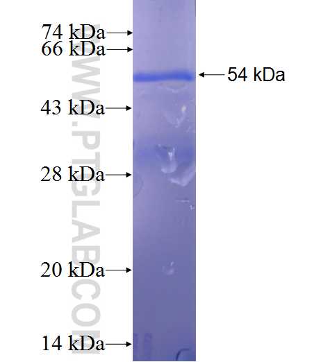 TRPC5 fusion protein Ag23171 SDS-PAGE