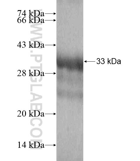 TRPC7 fusion protein Ag19075 SDS-PAGE