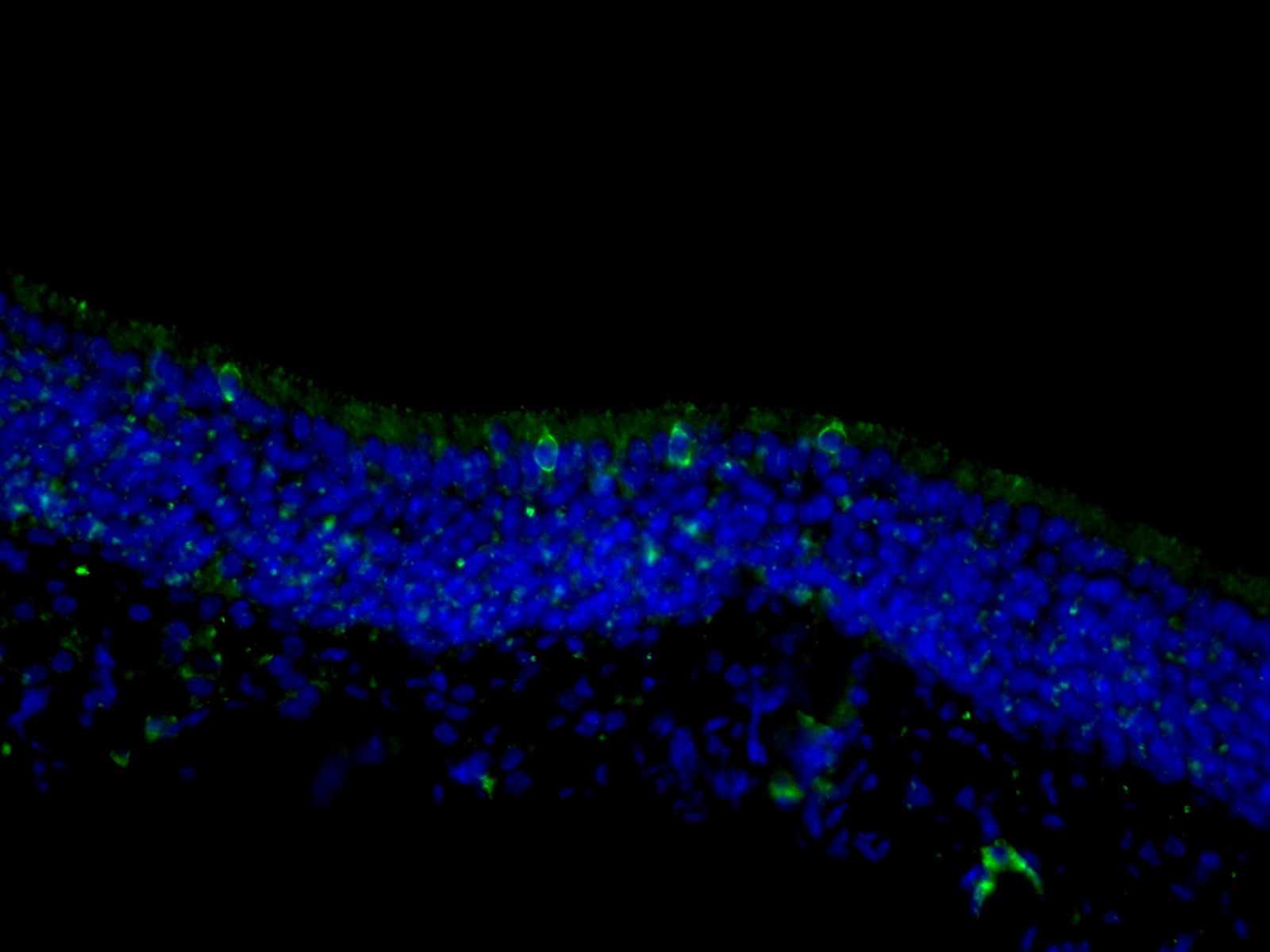 Immunofluorescence (IF) / fluorescent staining of mouse olfactory epithelium tissue using TRPM5 Polyclonal antibody (18027-1-AP)