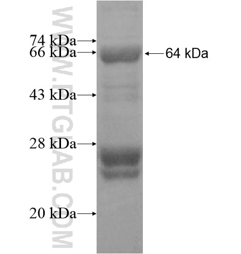 TRPM5 fusion protein Ag12593 SDS-PAGE