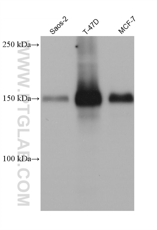 Western Blot (WB) analysis of various lysates using TRPS1 Monoclonal antibody (68562-1-Ig)