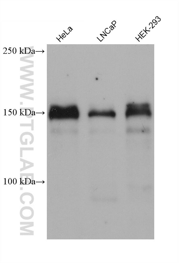 Western Blot (WB) analysis of various lysates using TRPS1 Monoclonal antibody (68562-1-Ig)
